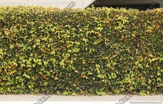 Photo Textures of Hedge